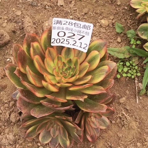 张*2.12-27炫彩多肉植物