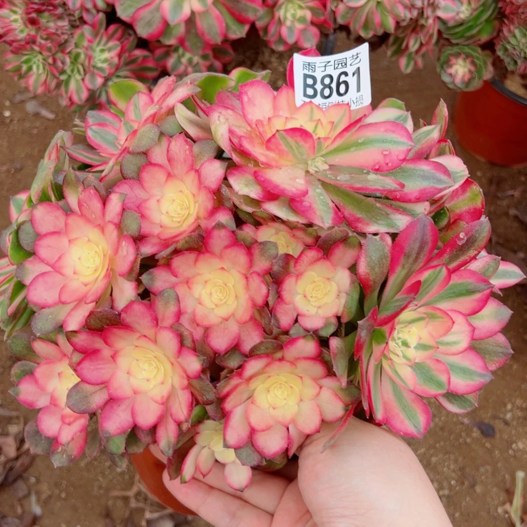 荔枝多肉植物861号