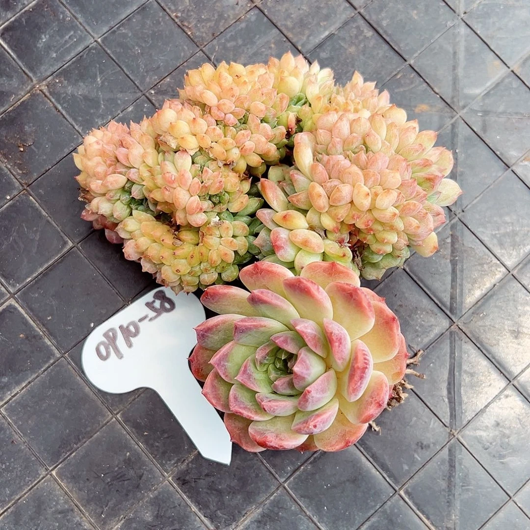 0910-58冰魄树缀。