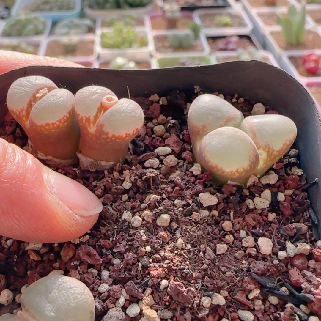 【闪购商品】璇*21303