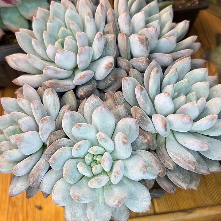 米雪美人，一物一拍