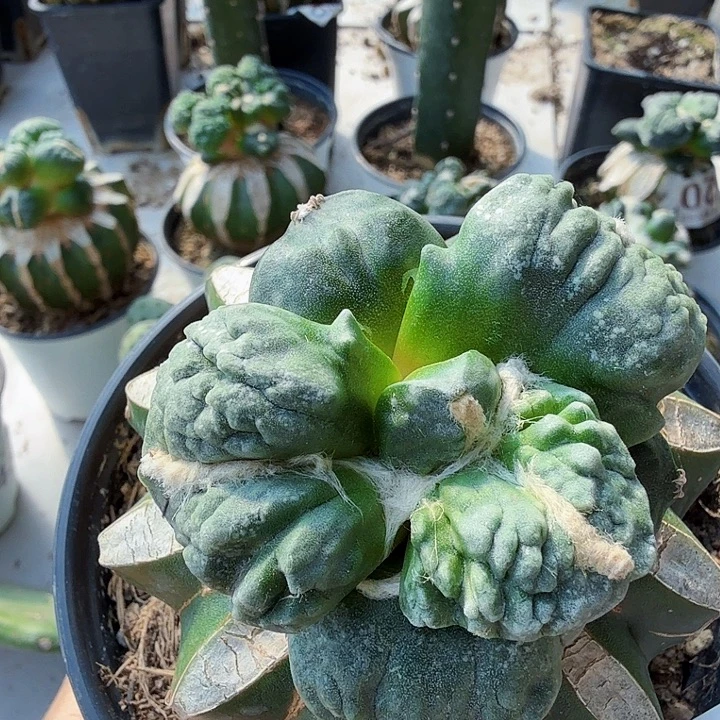 汇***浦无花朵724鬼怒牡丹仙人球