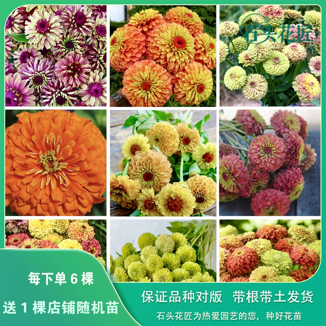 石头花匠百日草苗 进口重瓣切花 春夏季爆花植物阳台庭院盆栽