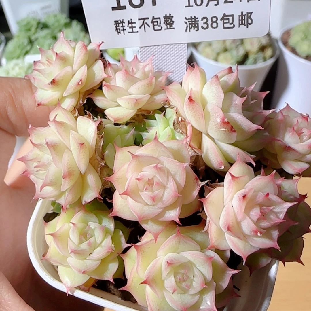 闪购商品1024-187ttp-85