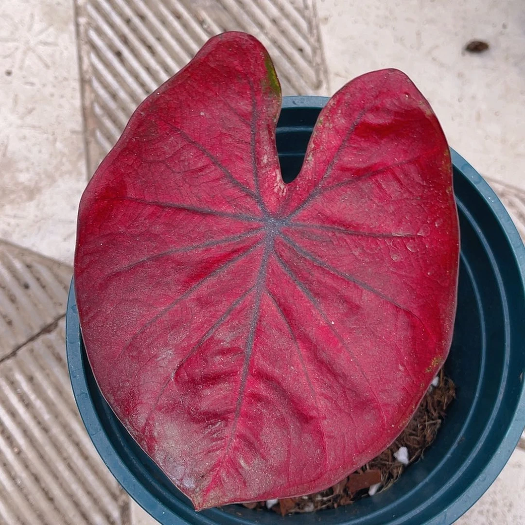 完全开放泰彩一物一拍72