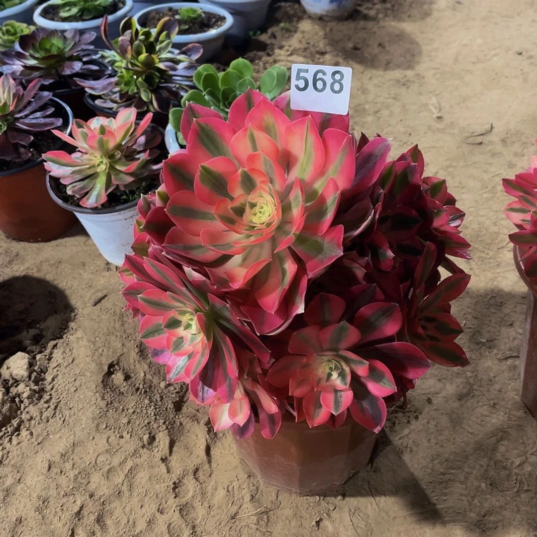 汤*粉女巫568多肉花花