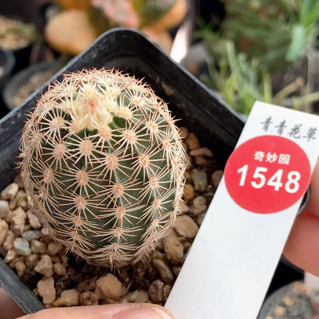 实生皇冠虾3.6cm