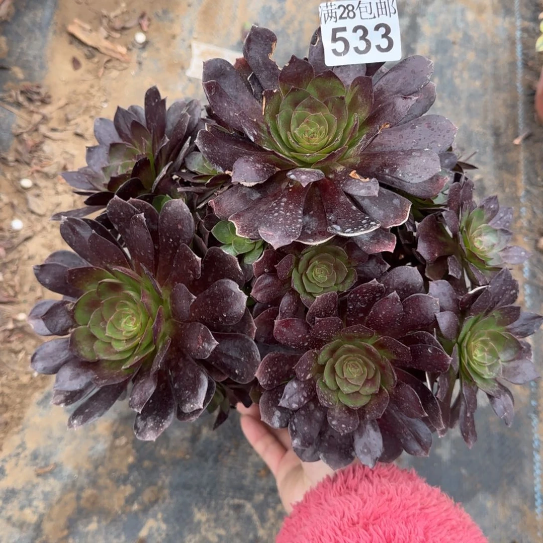 黑骑士多肉533满28包邮断枝不包
