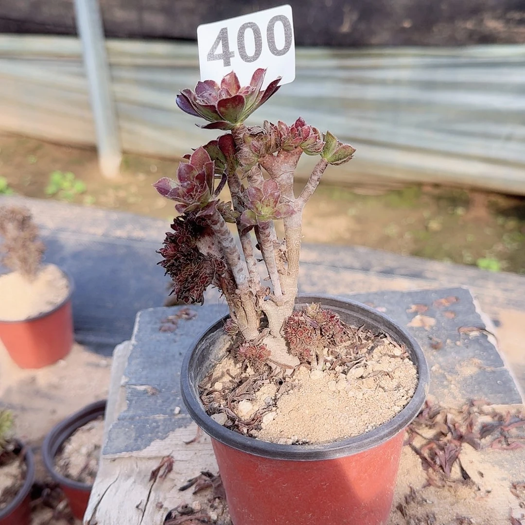 400黑法师一颗满28包邮有伤迷你小