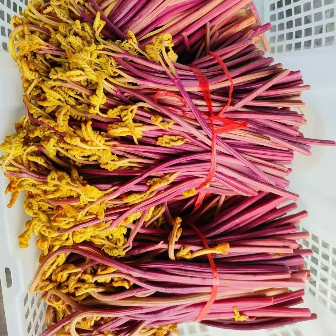 新鲜清水蕨菜山野菜龙爪菜凉拌菜半成品商用餐饮专用食材酒店摆摊