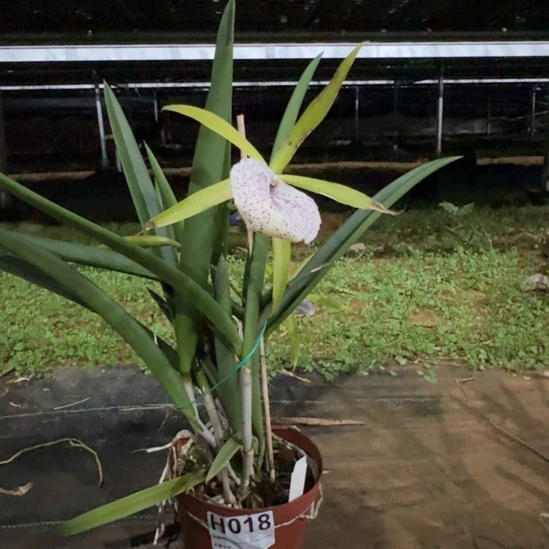 当前无花栽培后可以开花H018银币