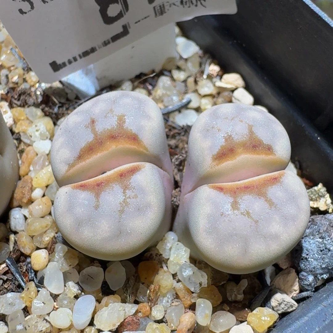 Sssss精品生石花81