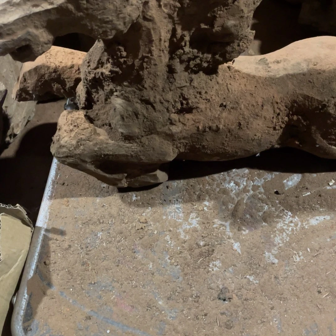 风车木（黑檀木）杨*212345