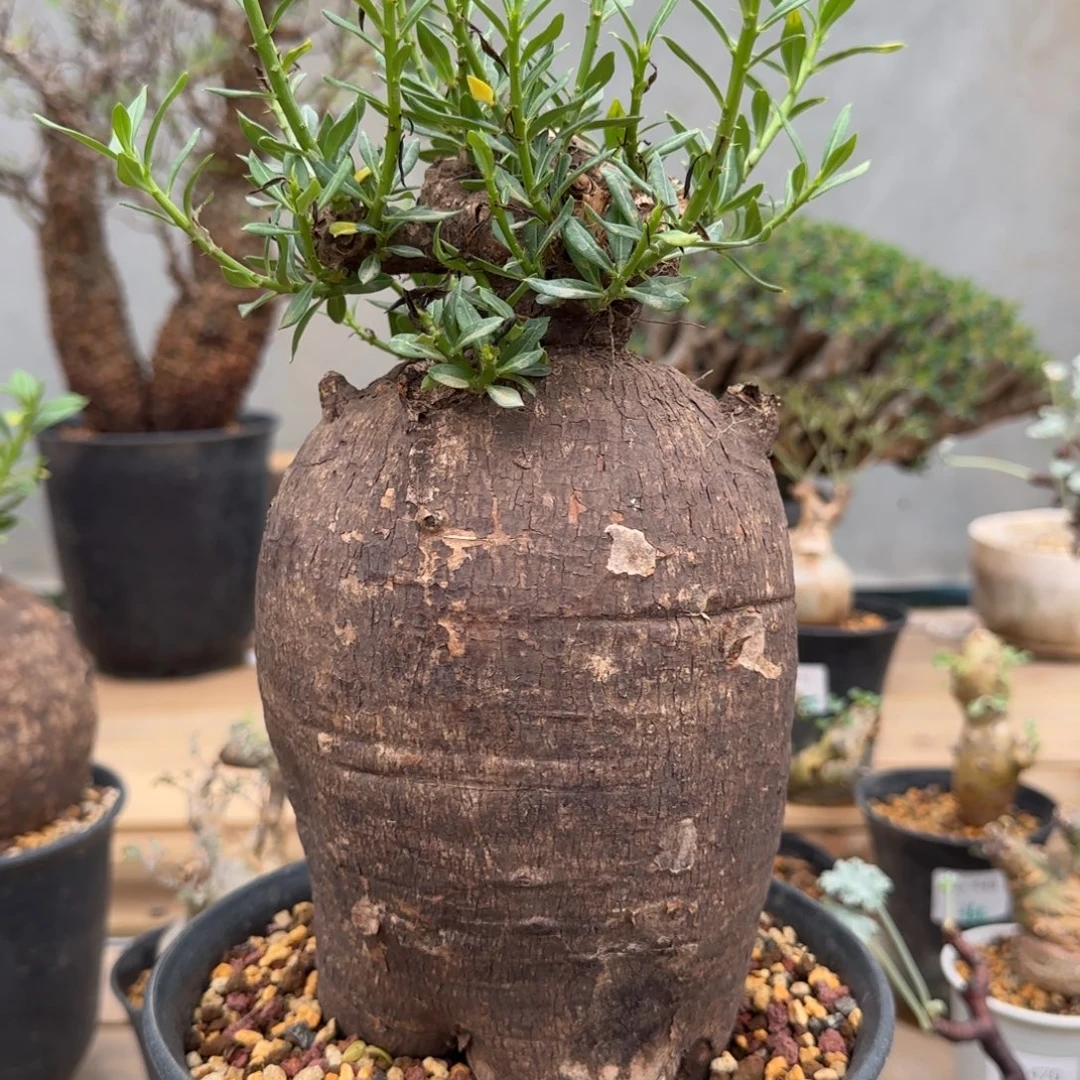 477双刺瓶杆块根植物