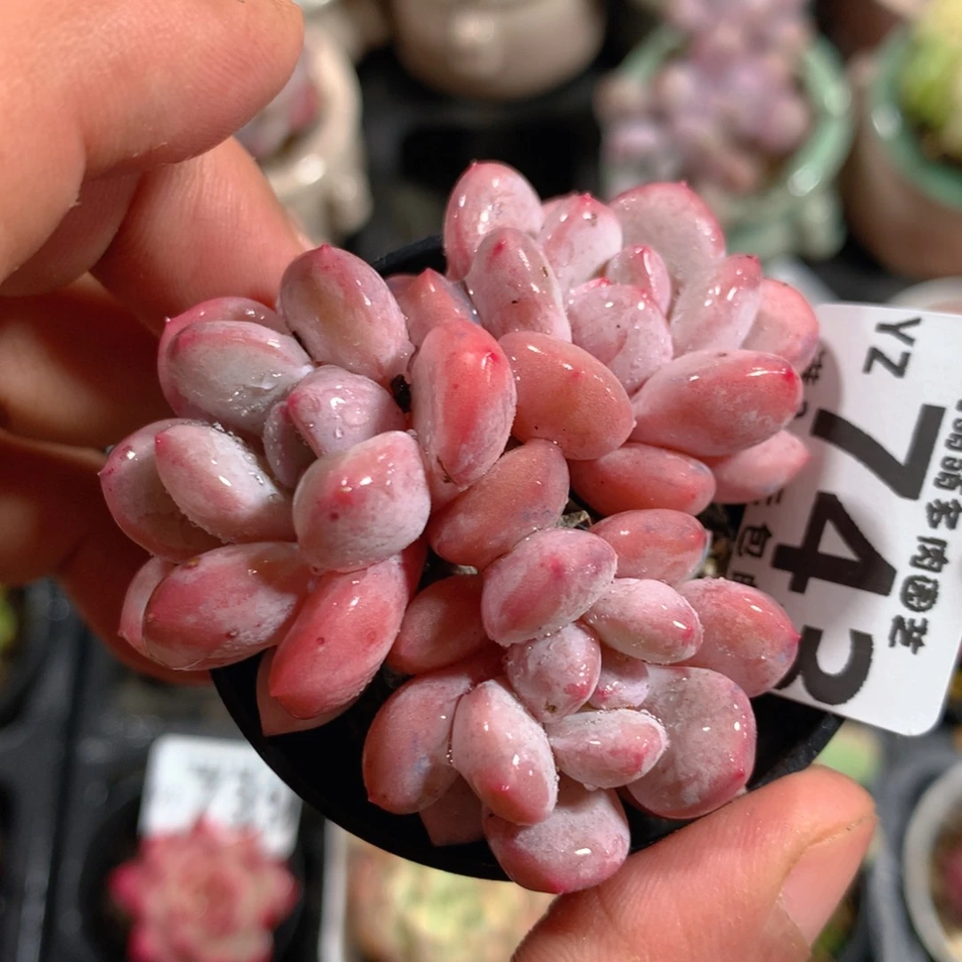 5CM拇指盆精控多肉YZ743