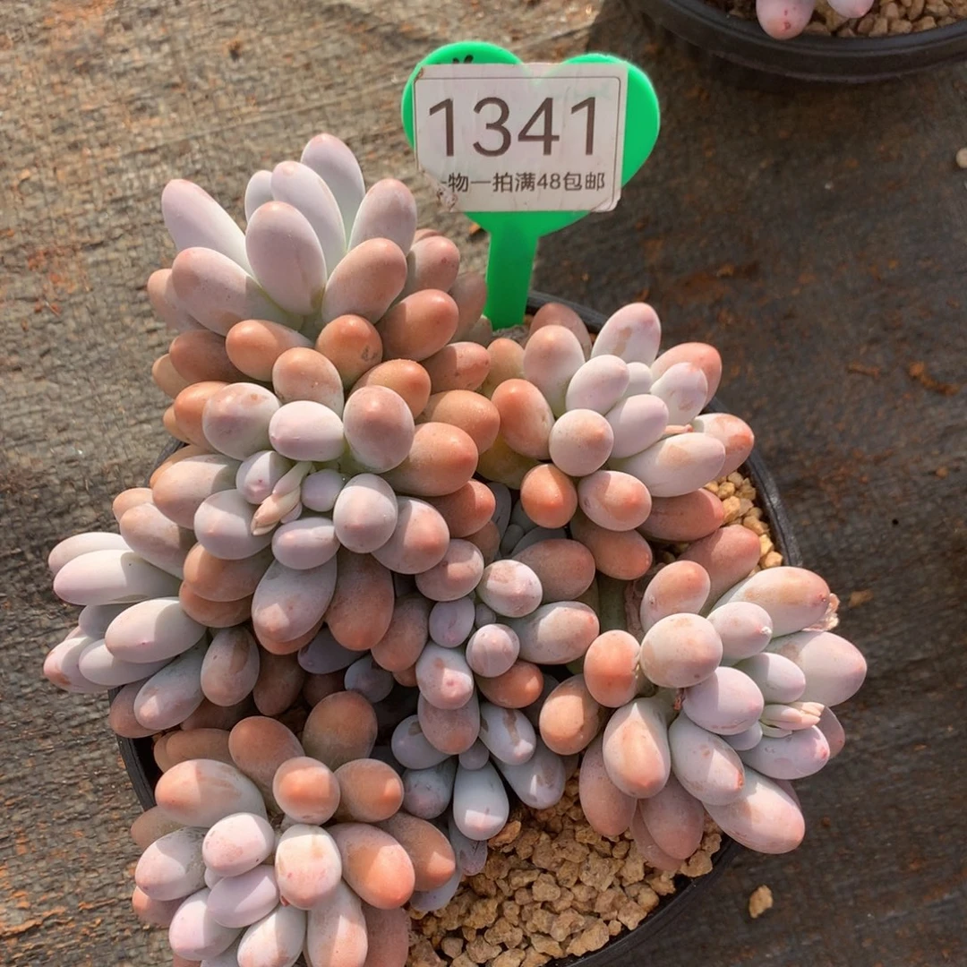 大叶汤圆开播福利