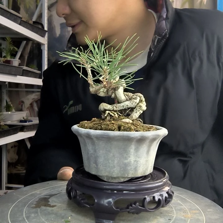 鑫*小盆景小植物一物一拍158