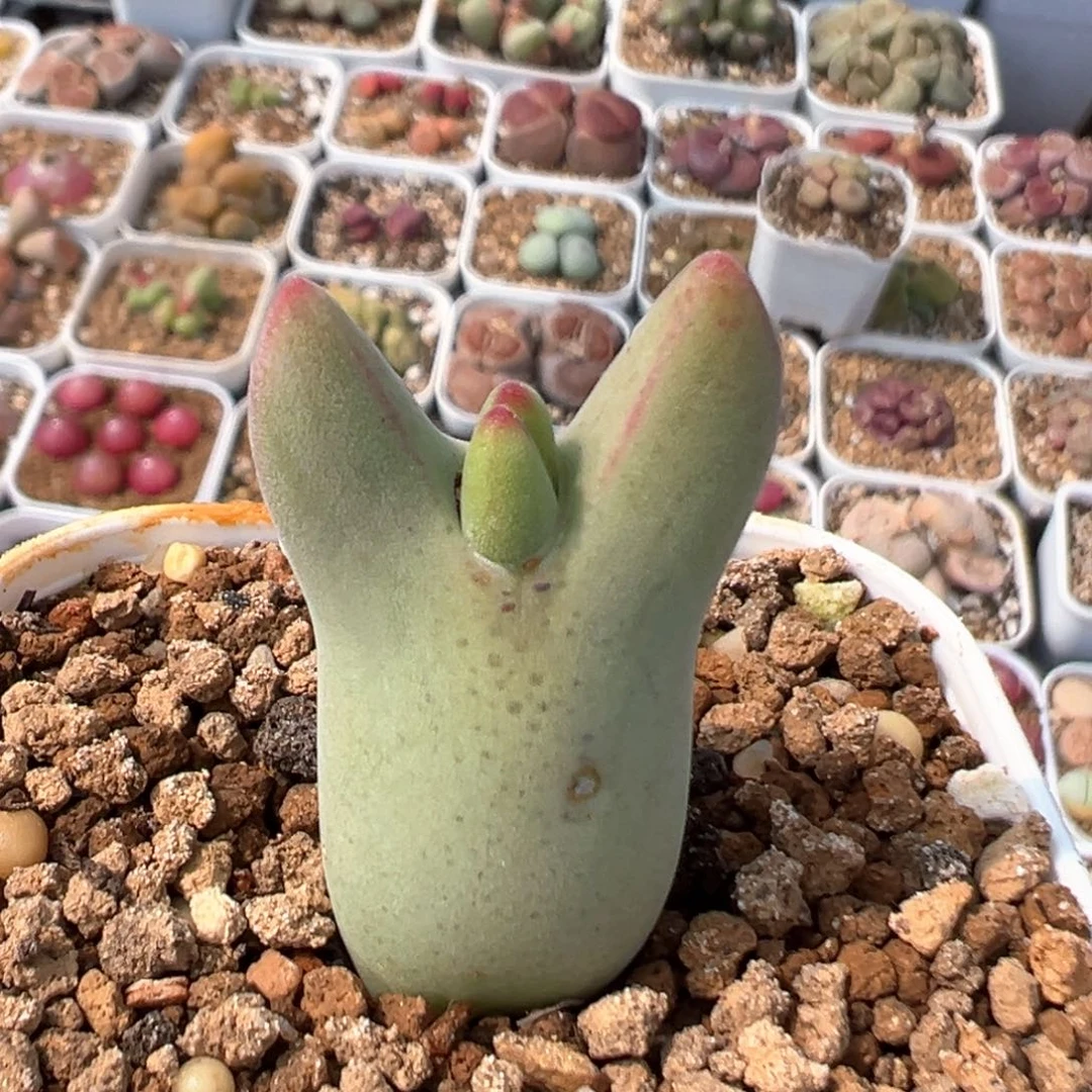 胖**子50多肉植物百科知识