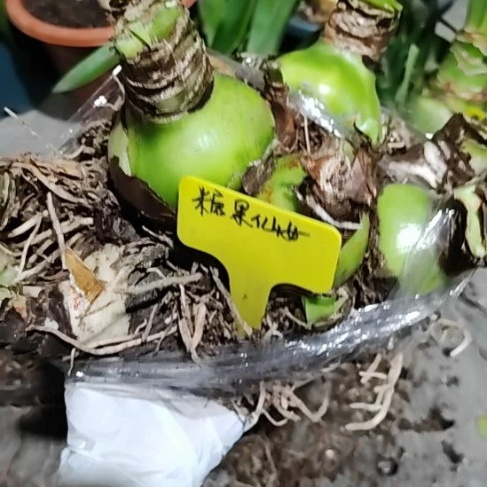 糖果仙女坨坨8个5-6，三个2