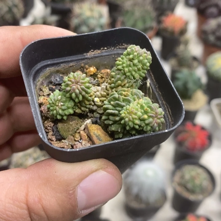 蝌蚪球群特价福利