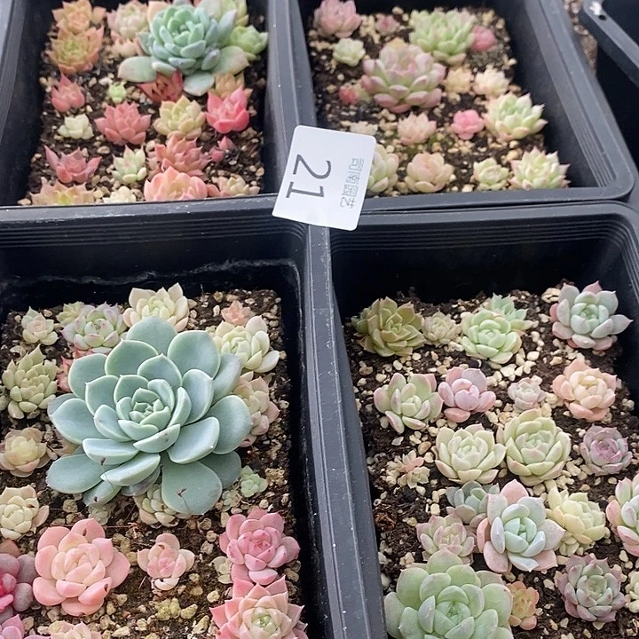 21 多肉植物盆栽花卉