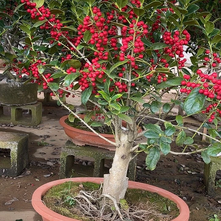 建***业无花朵无刺枸骨金玉满堂