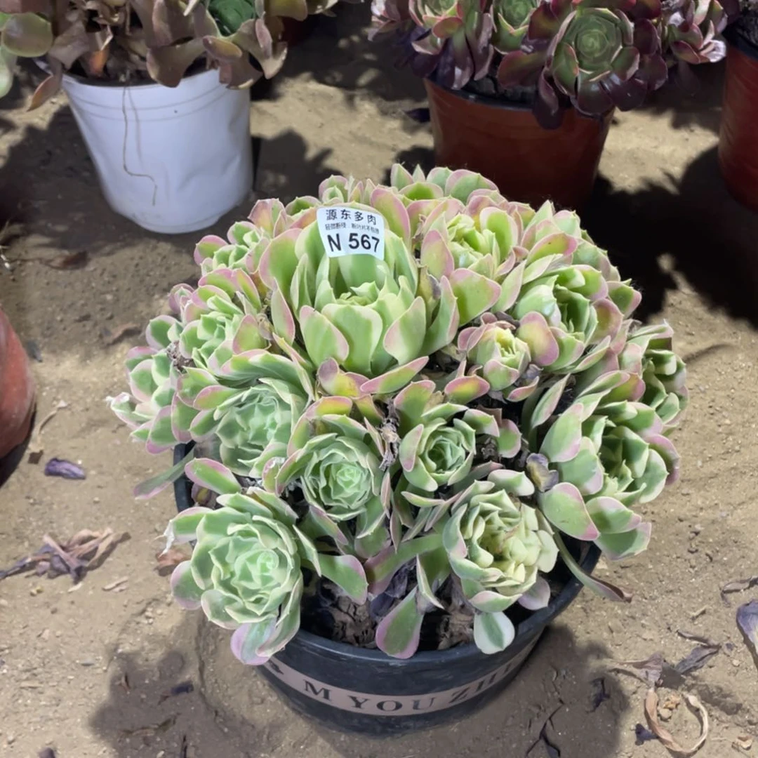 567粉玫瑰多肉法师断枝不包