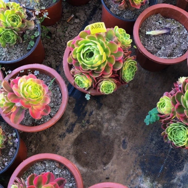 车*风奶白多肉88100000000