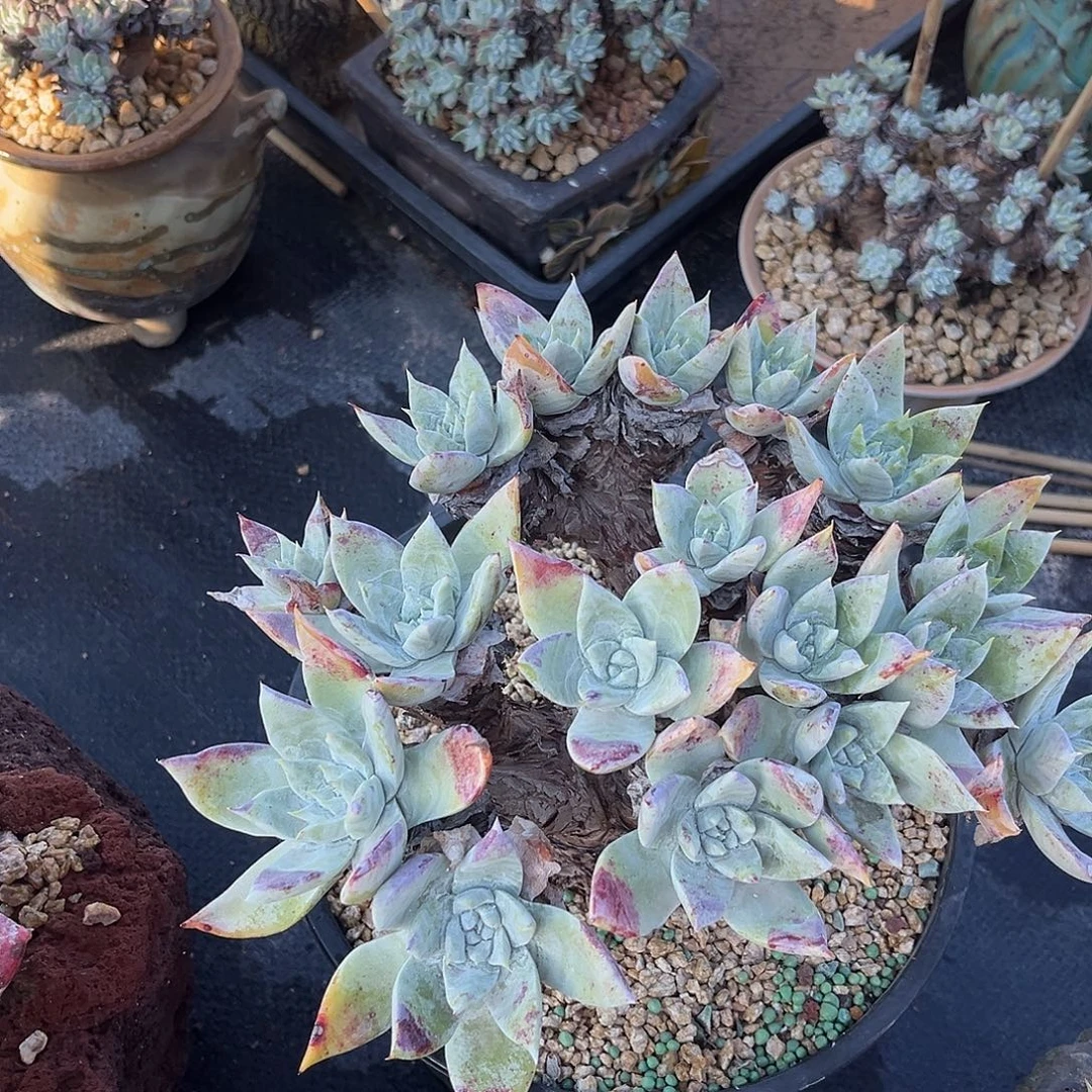 小鹿多肉一物一拍8526