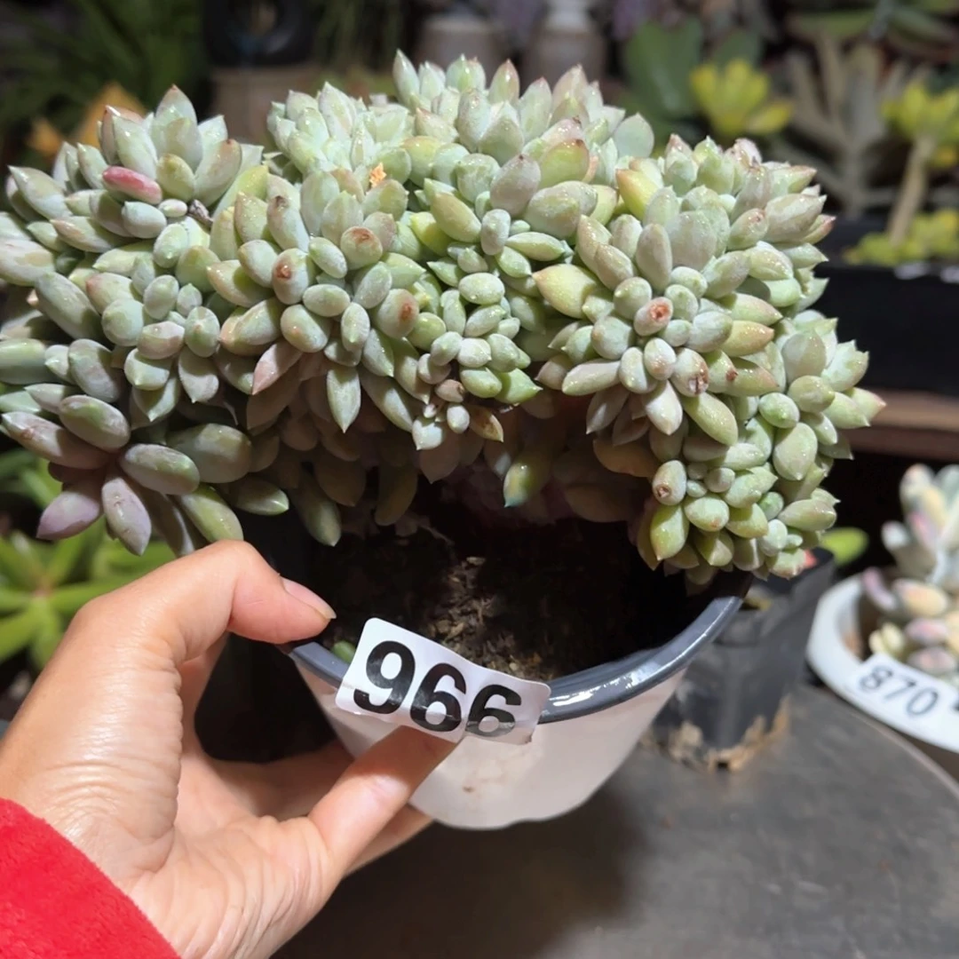966号 一物一拍 一物一拍