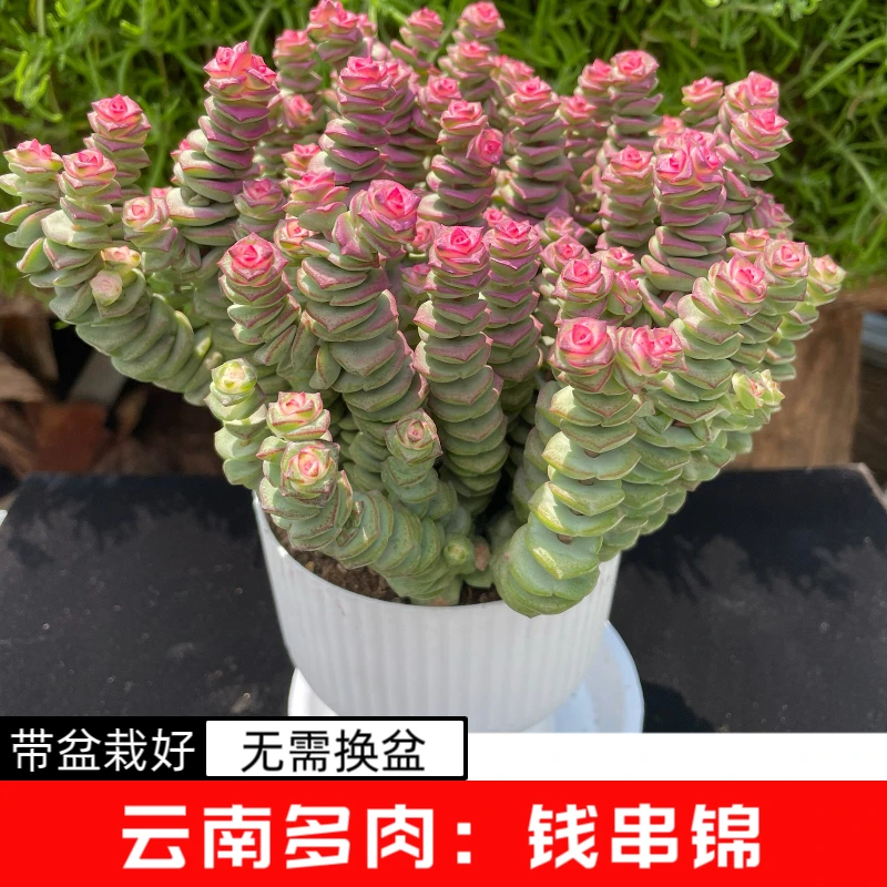 钱串锦多肉植物室内懒人好养带盆带土阳台绿植盆栽