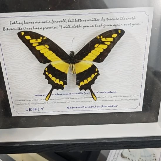 敏芷凤蝶蝴蝶标本十寸