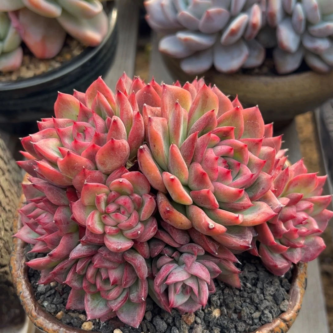 佛洛瑞安娜多肉植物