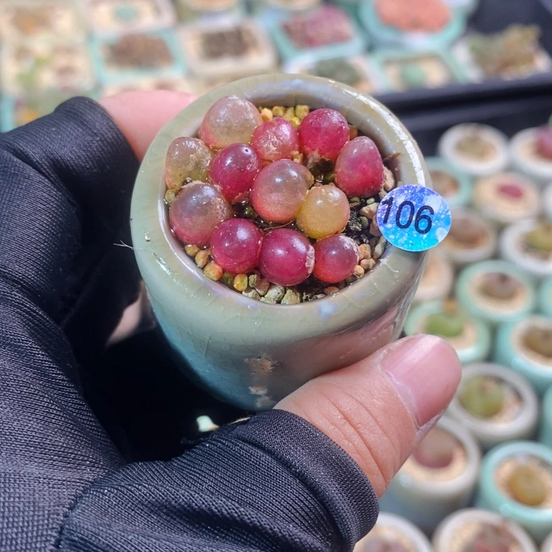 000106-一物一拍带盆