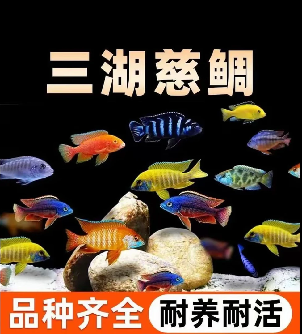 三湖瓷雕大马鲷直播挑选好看好养