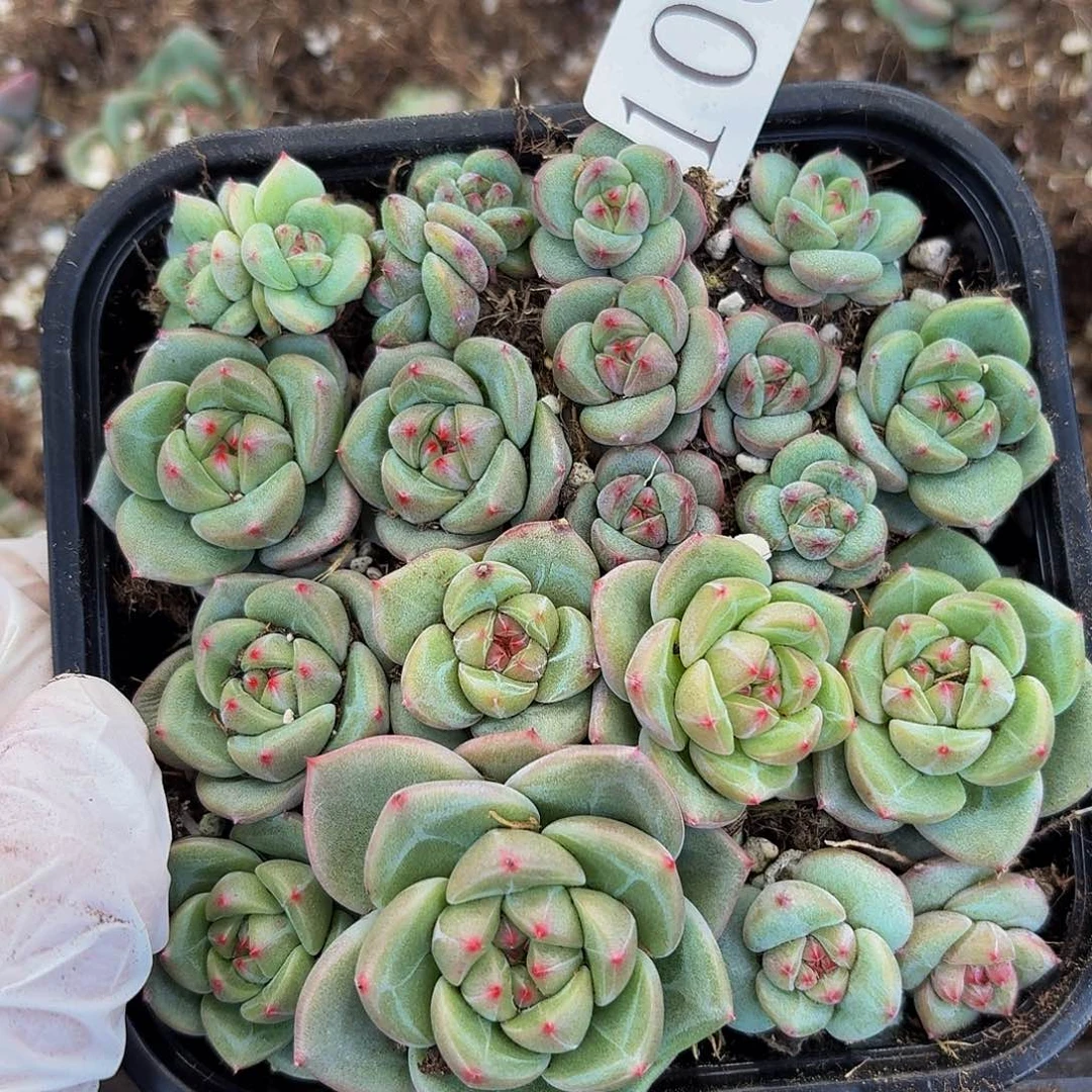 多肉植物多肉植物1009