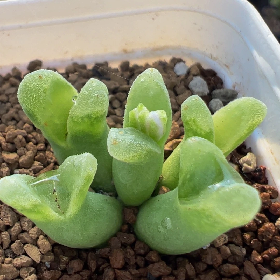 128多肉植物百科植物