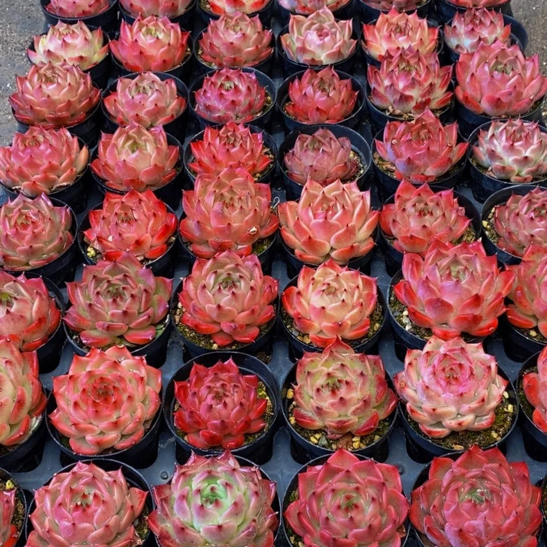 h****h498多肉植物保护研究所