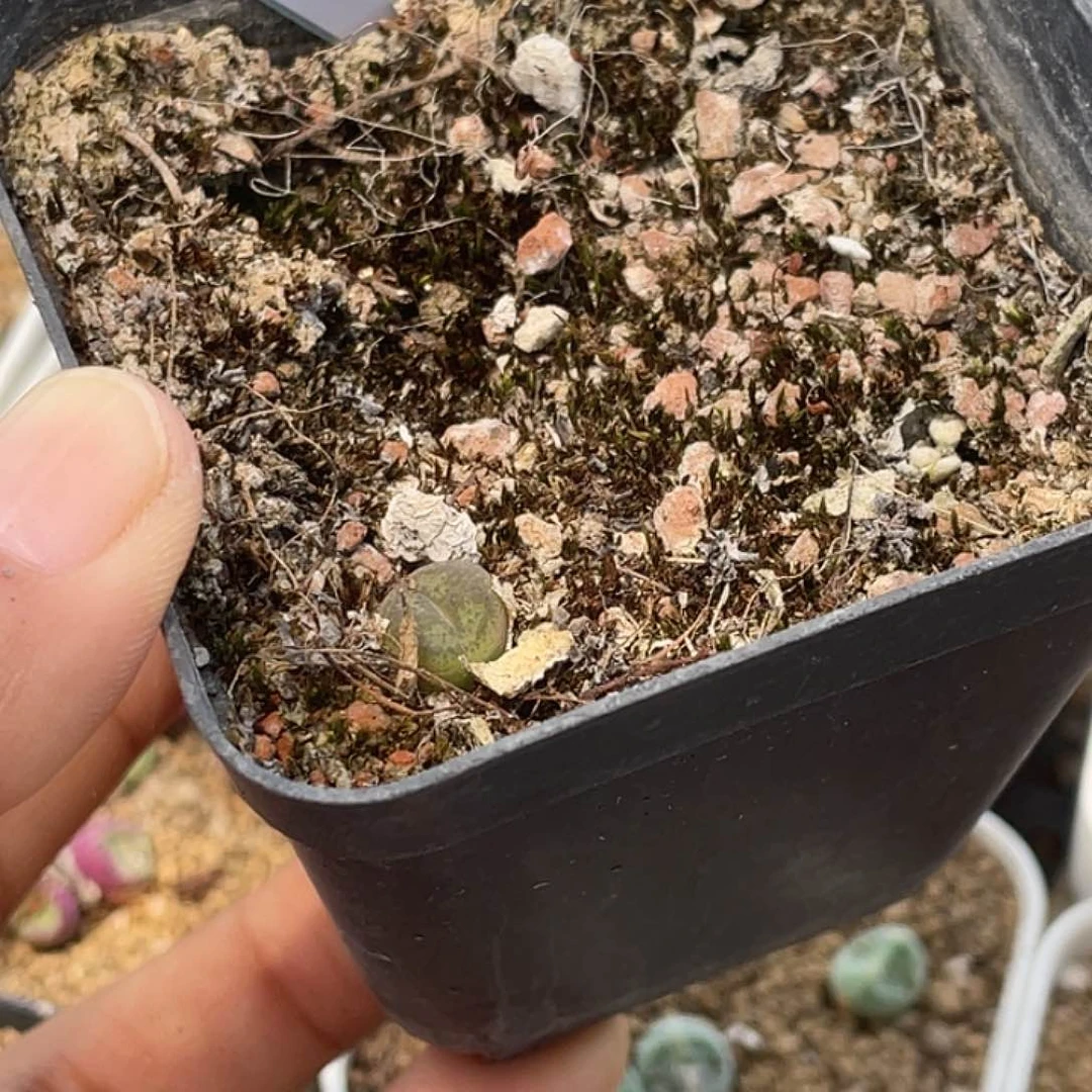 水***冻22-24肉锥多肉植物