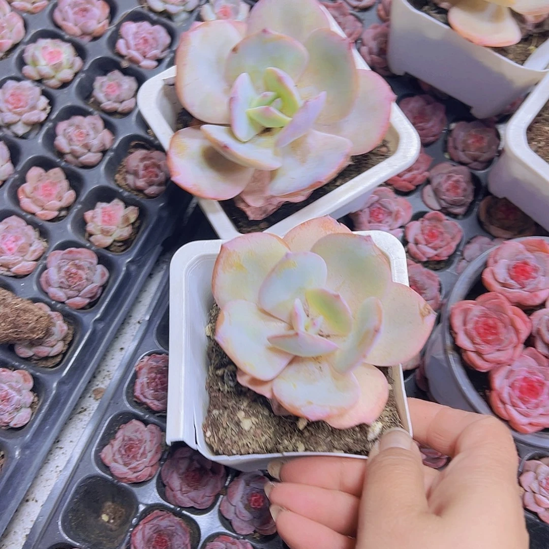 大白凤托土发货19包邮