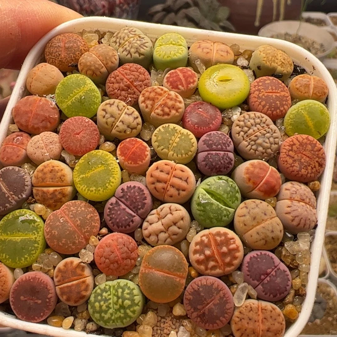 特价一组多肉植物百科1