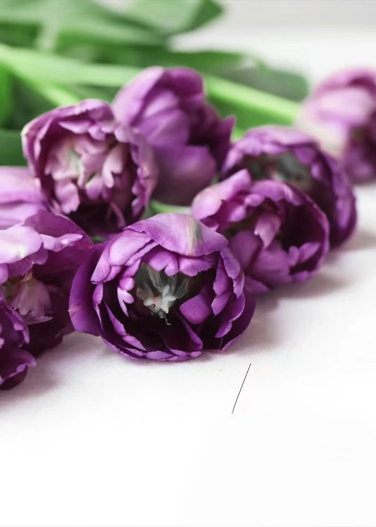 【源头一手价】方德蓝莓挞郁金香一把（一把10支）云南基地鲜花