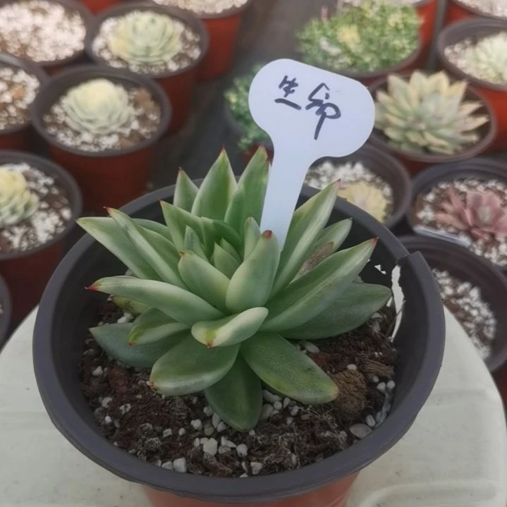 生****光虎鲸锦缀化多肉植物