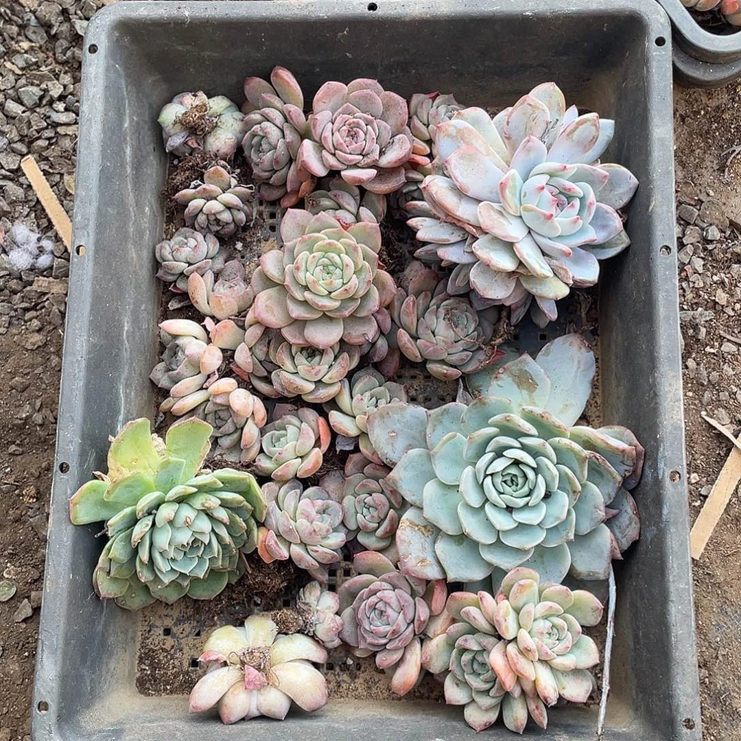 框拍，福利款！精品多肉