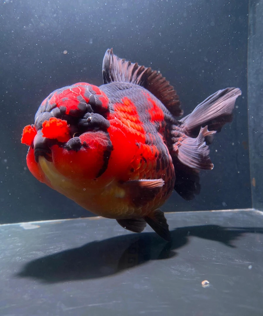 6选精品泰狮将军百褶亚成金鱼保活不包售后