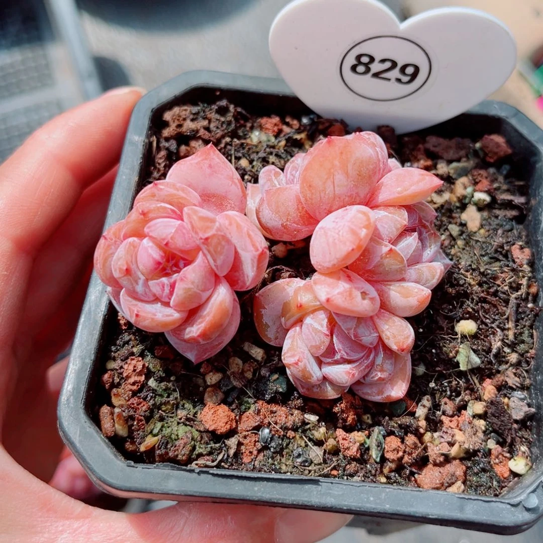 829号小老桩石榴籽星影群