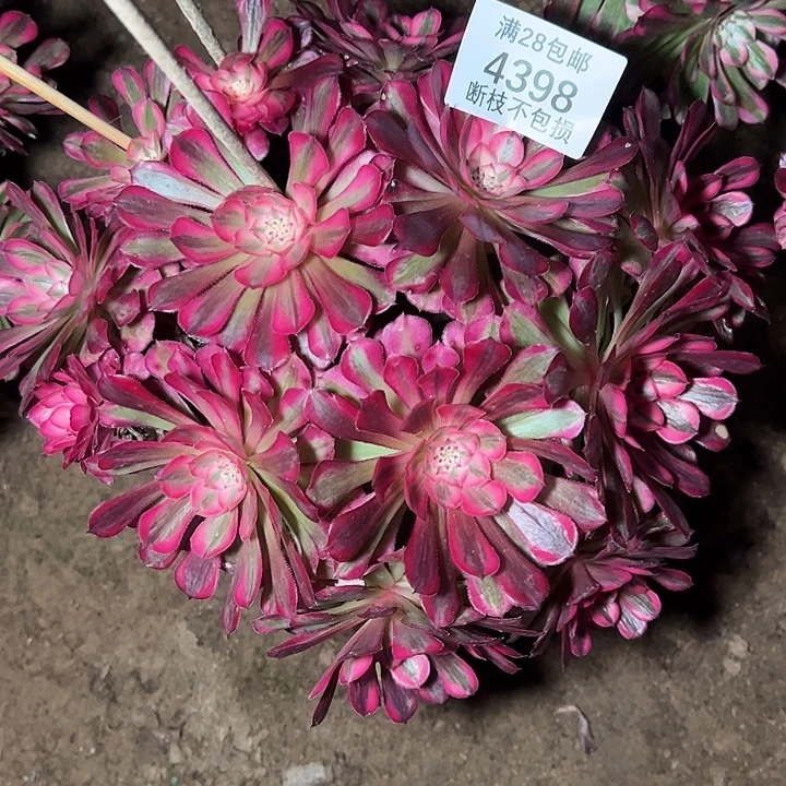 4398丛林红铜白多肉植物