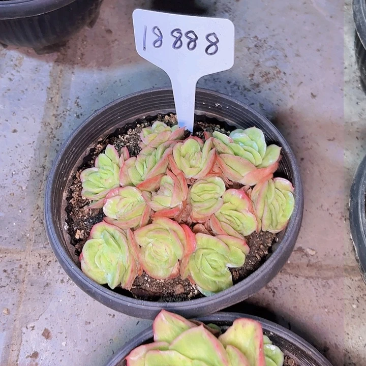 咖*?冰玫瑰一物一拍18888