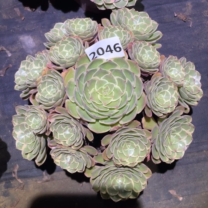粉花妖2046号多肉植物