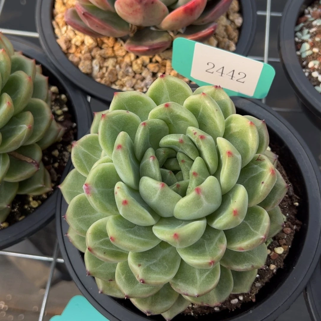 用****02442肉多么多么多么肉